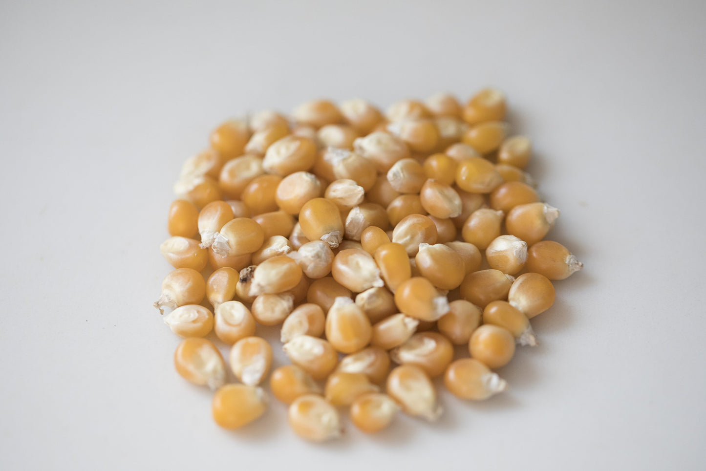Amish Country Popcorn | 2 Lbs Bag | Mushroom Popcorn Kernels | Old Fashioned, Non-Gmo And Gluten Free (Mushroom - 2 Lbs Bag)