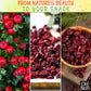 Dried Cranberries | 2 Lb - Sweetened Dried Fruit | Packed In New York Zip-Seal Bag For Exceptional Freshness By Oh Nuts