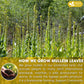FRESHDRINKUS Premium Mullein Leaf Herbal Tea Bags, 100% Natural, Vegan, 15 Tea Bags