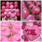 Pink Oil Based Food Coloring For Chocolate 2 Fl Oz Professional Concentrated Pink Oil Food Dye For Melting Chocolate Candy Melts