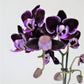 Athenas Garden Live Orchid Plant, Purple, Double Spike Phalaenopsis Blooming in Glass Container, Long Lasting, Easy Care, Model