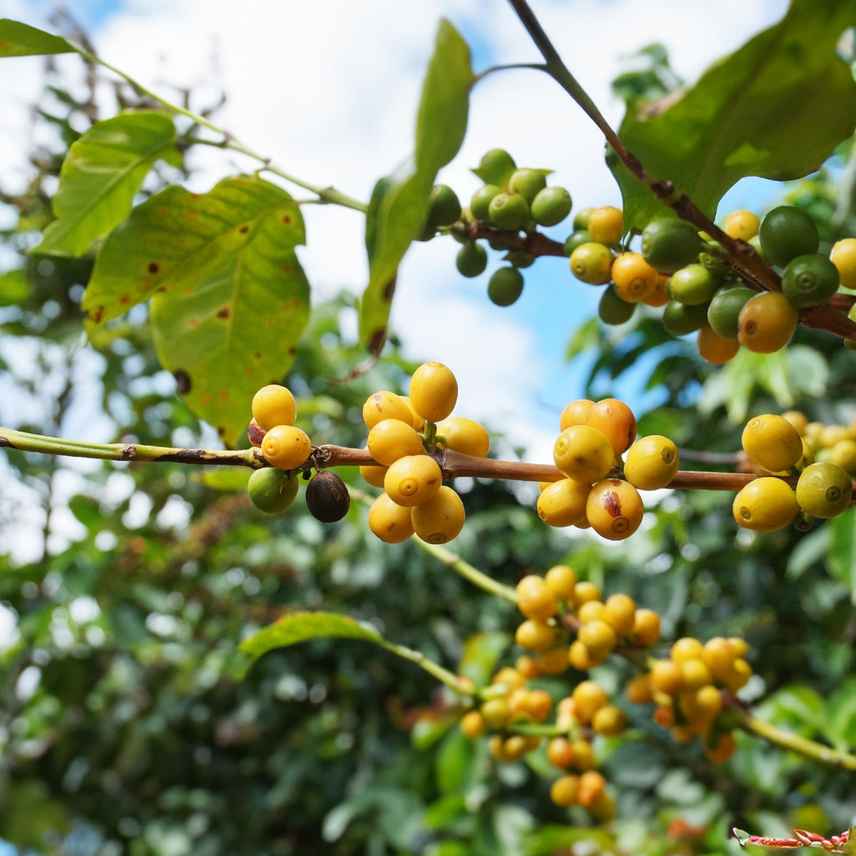 Doanhdang - 17.6 Oz Enhanced Yellow Spirit-Inspired Flavor Whole Bean Coffee, 100% Medium Roast, Rich Flavor For Espresso Shot And Brew, Origin From Vietnam, Whole Med Roast Beans