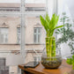 NW Wholesaler - 6'' Straight Lucky Bamboo Stalks with Clear Slanted Glass Bowl - Live Indoor Plants for Home Decor - Feng Shui