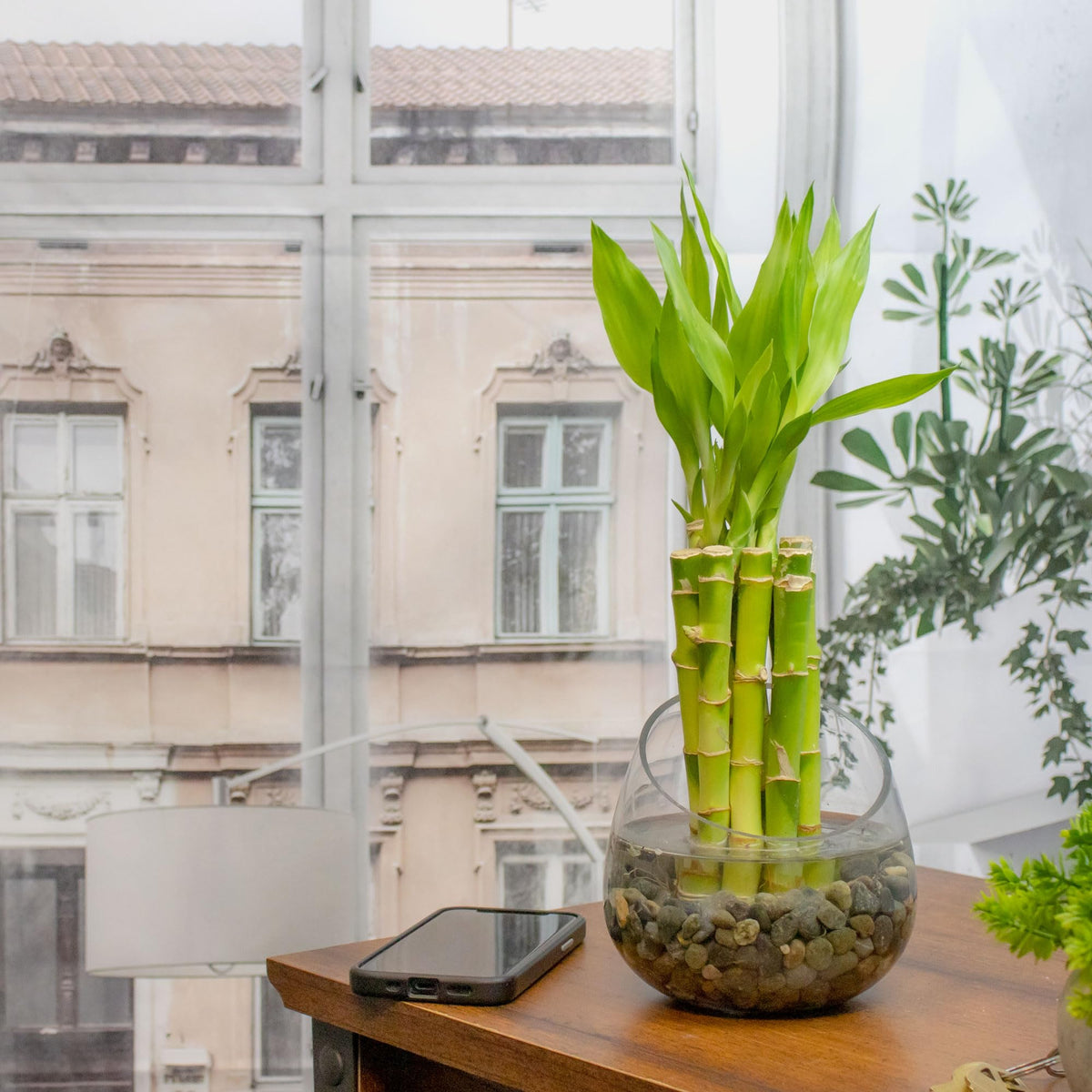 NW Wholesaler - 6'' Straight Lucky Bamboo Stalks with Clear Slanted Glass Bowl - Live Indoor Plants for Home Decor - Feng Shui