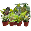Philodendron Collection 4 Pot  GrowerS Pick  Indoor Plants  Easy Care Houseplant  Starter Plant  Live Indoor  Easy To Grow - Beflavor Blendner Plant By Coollectiveplants (8 Pack)