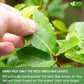 Freshdrinkus 275+ Enhanced Dried Bay Leaves, Bay Leaf Tea, Bay Leaves Spice, Whole Nice Leaves, Wildcrafted, Fresh Harvested, Bay Leaves For Cooking, Sugar-Free, Gluten Free, Caffeine Free, Vegan