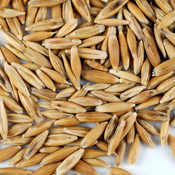 25 Lb Bulk Non-Gmo Organic Whole Oat Groats (W/Husk) - Gluten Free Organic Oats - Whole Oats Organic For Sprouts, Steel Cut Oats