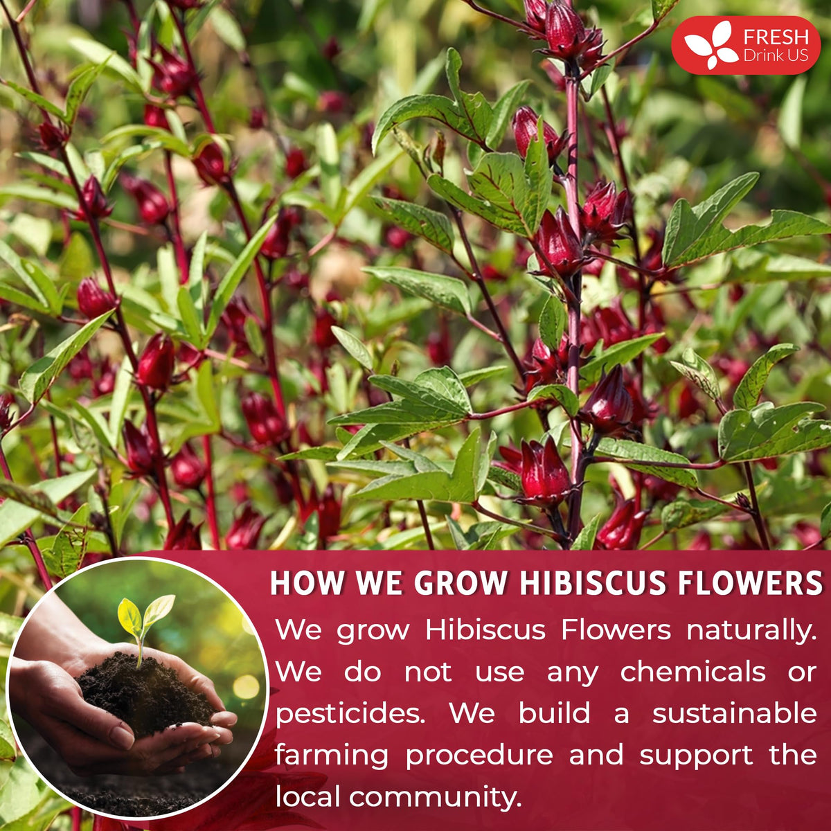 FRESHDRINKUS Hibiscus Flower Herbal Tea, 100% Natural, 22oz, No Additives, Caffeine-Free, Vegan, Model TS0417-B700ML-M982