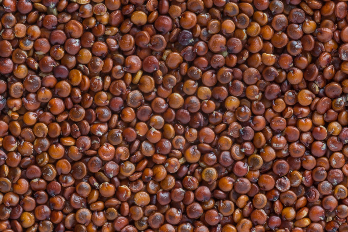 Fresh Red Quinoa By RawJoy | Organic Fresh Red Quinoa Beans, 35 Pound