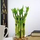 Nw Wholesaler - 4 Live Lucky Bamboo Plant - Bundle Of 20 Stalks - Live Indoor Houseplants For Home Decor, Live Bamboo Plant, Indoor Low Light Plants, Feng Shui (20)