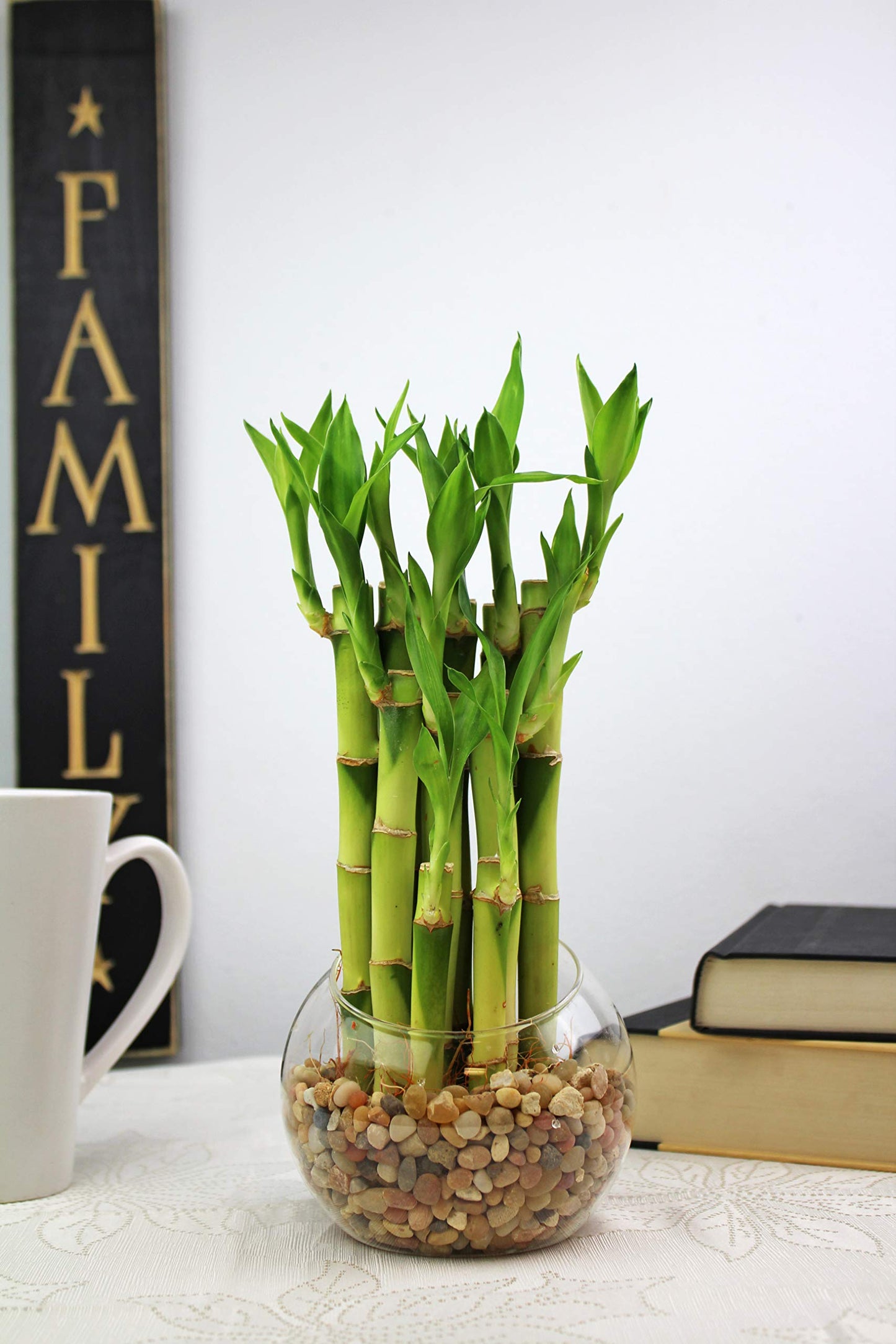 Nw Wholesaler - 4 Live Lucky Bamboo Plant - Bundle Of 20 Stalks - Live Indoor Houseplants For Home Decor, Live Bamboo Plant, Indoor Low Light Plants, Feng Shui (20)