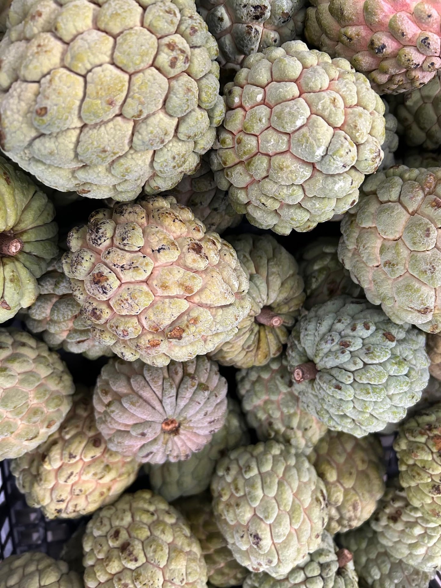 Sugar Apple Fruit 3 LBS
