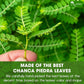 TOG999 Chanca Piedra Leaf Tea Bags, 100% Natural Herbal Tea, 120 Bags, Caffeine-Free, Vegan