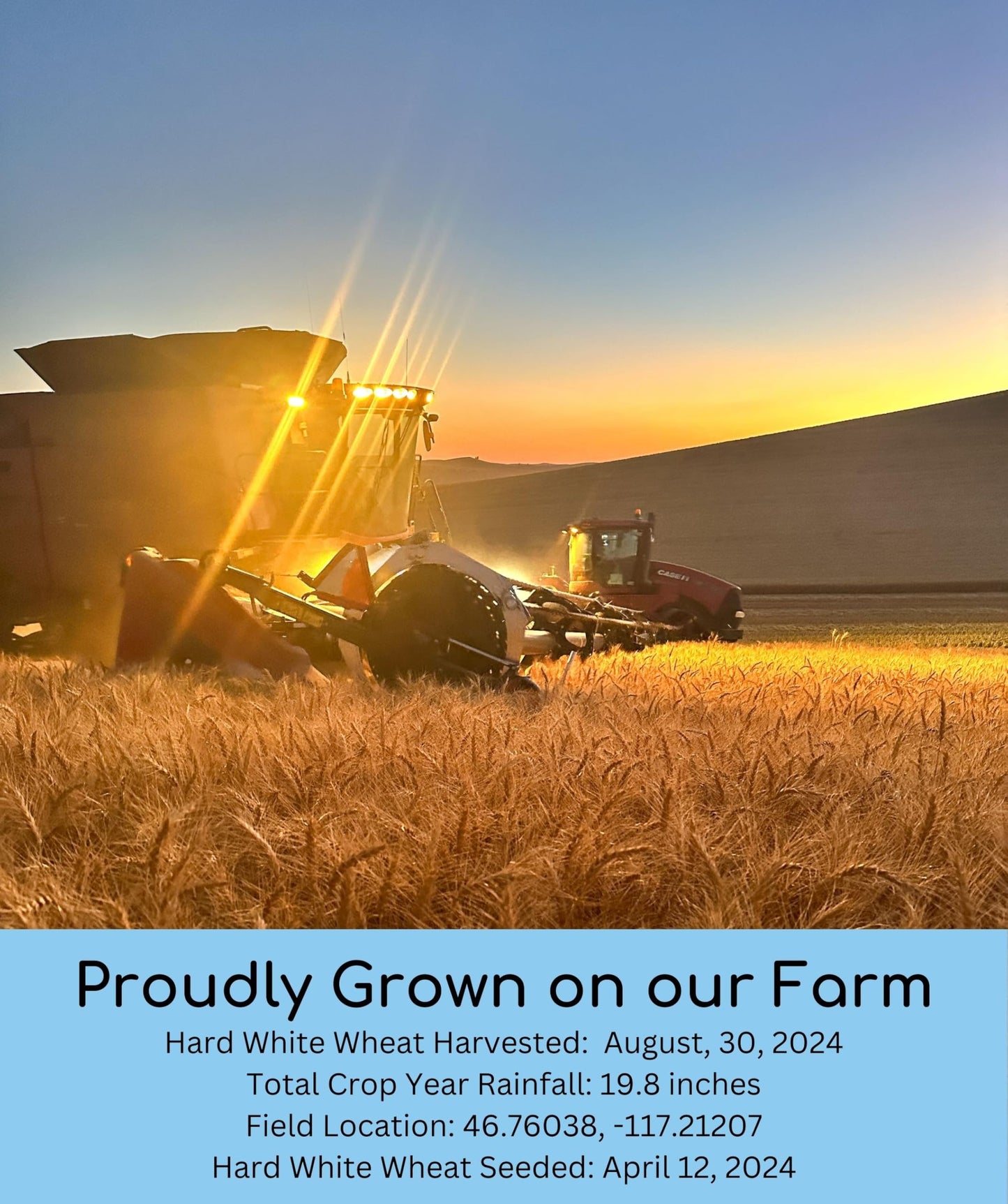 Hard White Wheat Berries | 25 Lbs | Emergency Food Storage Bucket | Non-Gmo | Grown On Our Family Farm | Bulk