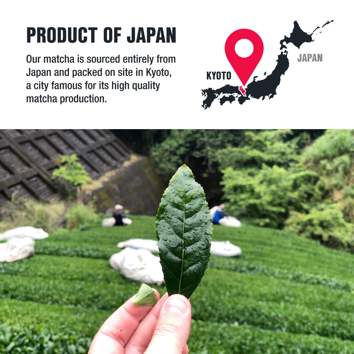 Tiesta Tea Superior Green Tea Powder - Japanese Matcha Tea Powder  High Caffeine  L-Theanine  Antioxidants  Detox  Boost Metabolism  Energy Booster  Hot & Iced - 170 Cups - 12oz Bag