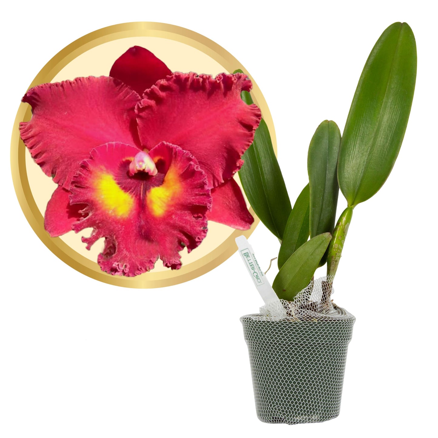 Better-Gro Cattleya Hybrid RLC. Shinfong Unique Tian Mu, 4'' Live Plant, Blooms in 6-12 Months with Proper Care, Deep Red Blooms