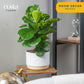 Costa Farms Little Fiddle Leaf Fig, Live Indoor Ficus Lyrata Plant in Indoors Garden Plant Pot, Houseplant in Potting Soil, Hous