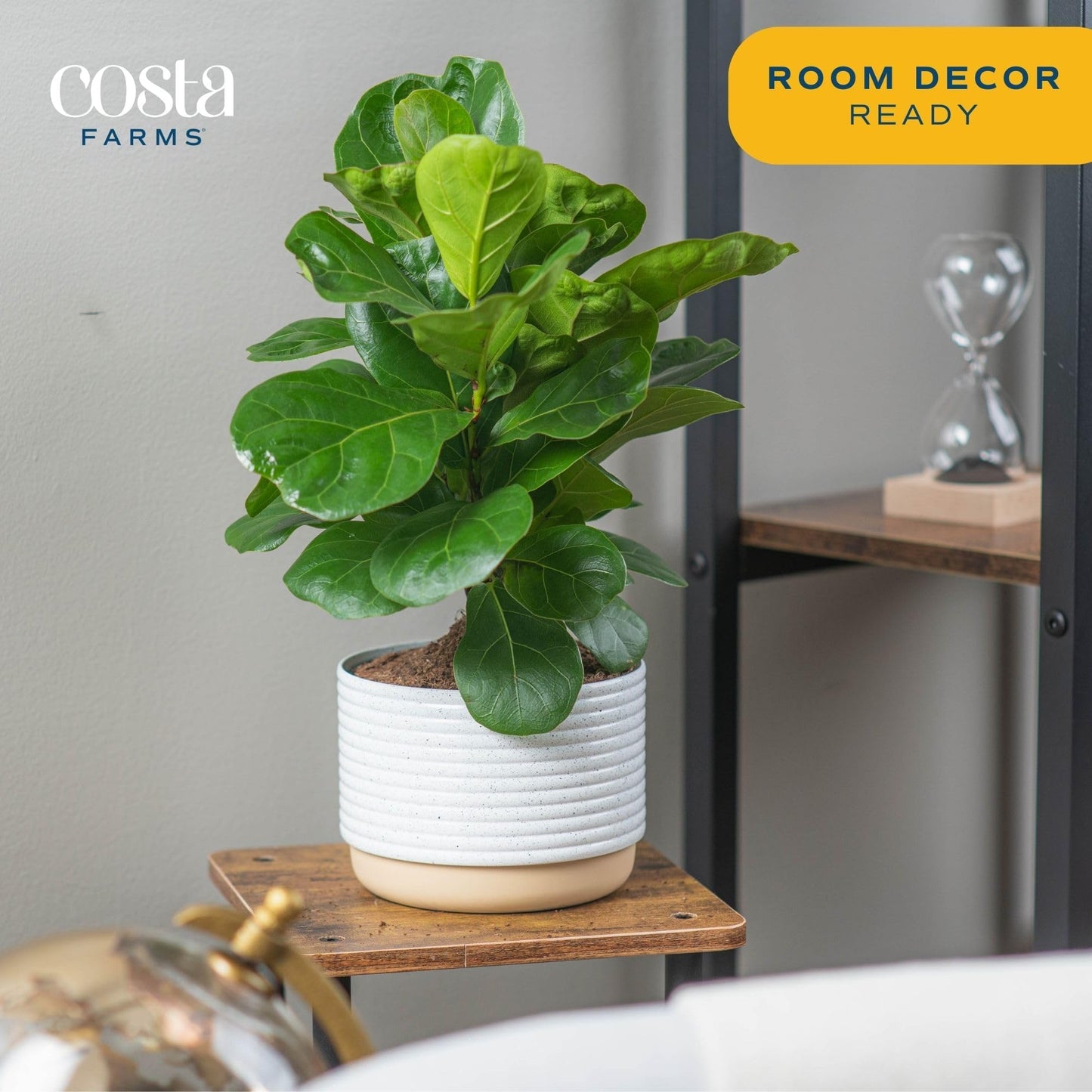 Costa Farms Little Fiddle Leaf Fig, Live Indoor Ficus Lyrata Plant in Indoors Garden Plant Pot, Houseplant in Potting Soil, Hous