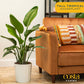 Costa Farms White Bird of Paradise, Strelitzia nicolai, Live Indoor Plant in D  cor Planter Pot, Air-Purifying Tropical Housepla