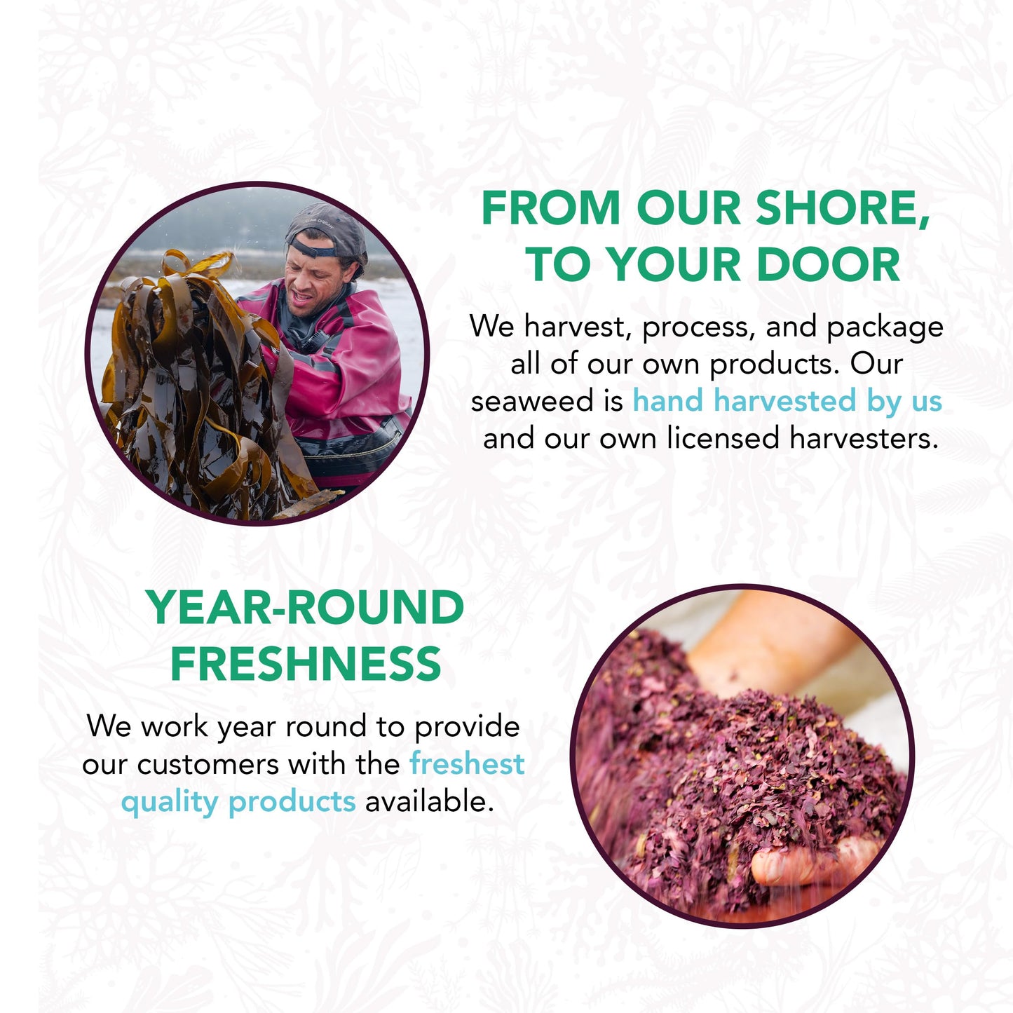 Vitaminsea Kelp Digitata Dried Seaweed | Wild North Atlantic Seaweed For Snacking, Seasoning, Soups & Salads | Rich In Vitamins,