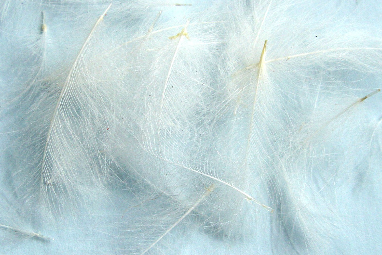 Hareline Cul De Canard (Natural White)
