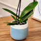 Enhanced Purple Live Orchid Plant Blooming In 3.5 Blue & White Orchid Pot, Live Plants, Houseplant Gifts, Approx. 16 Tall, Pet Friendly Houseplants, Phalaenopsis Moth Flower By Plants For Pets