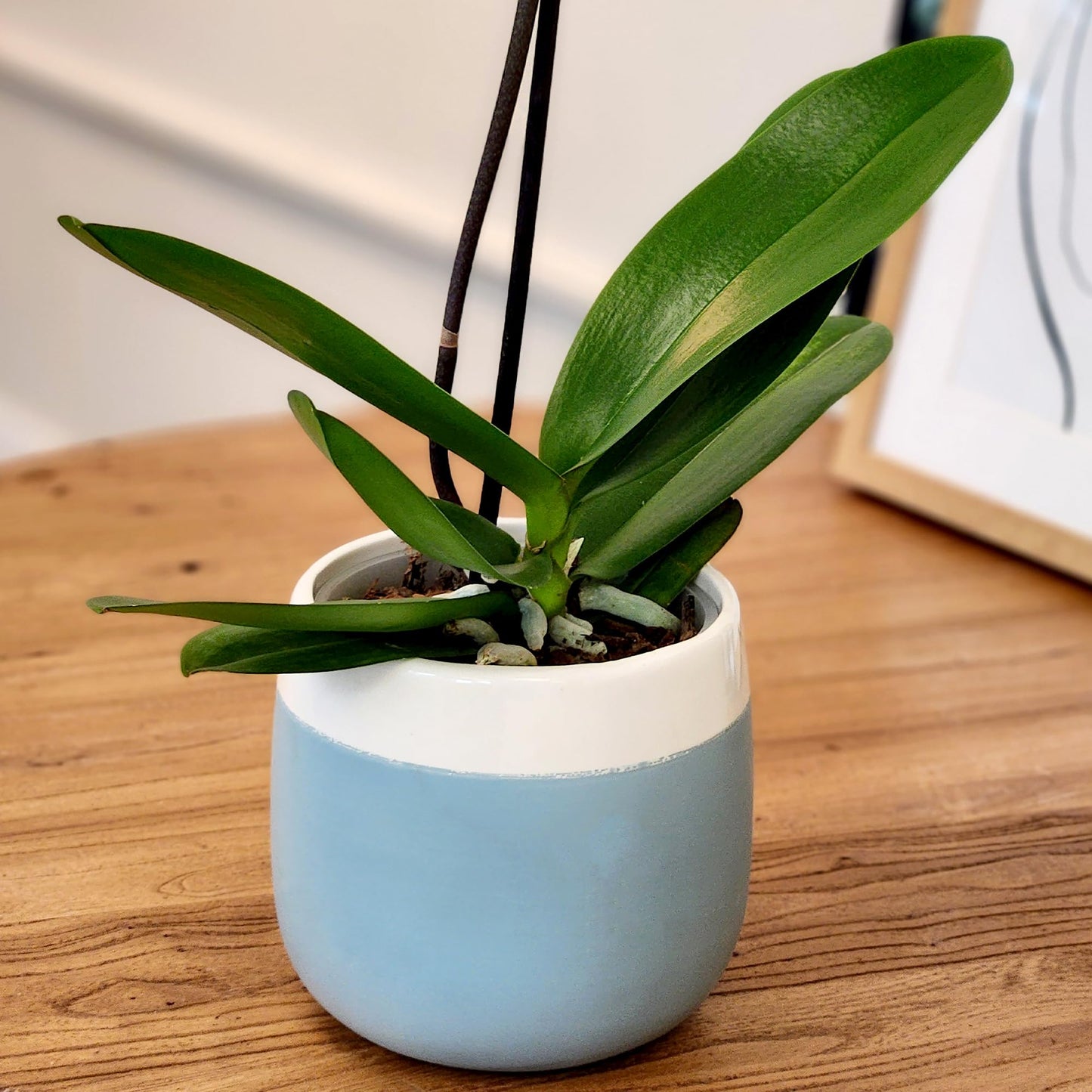 Enhanced Purple Live Orchid Plant Blooming In 3.5 Blue & White Orchid Pot, Live Plants, Houseplant Gifts, Approx. 16 Tall, Pet Friendly Houseplants, Phalaenopsis Moth Flower By Plants For Pets
