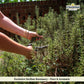 Whole Rosemary Bunch, 1.4 Oz (40 G), Rosemary Stems, Fresh Grown In The Mountains Of Sicily, Italian, Sicilian Dried Rosemary Le