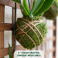 Better-Gro Hanging Kokedama Planter with Phalaenopsis Orchid - 19” - Pink Indoor/Outdoor