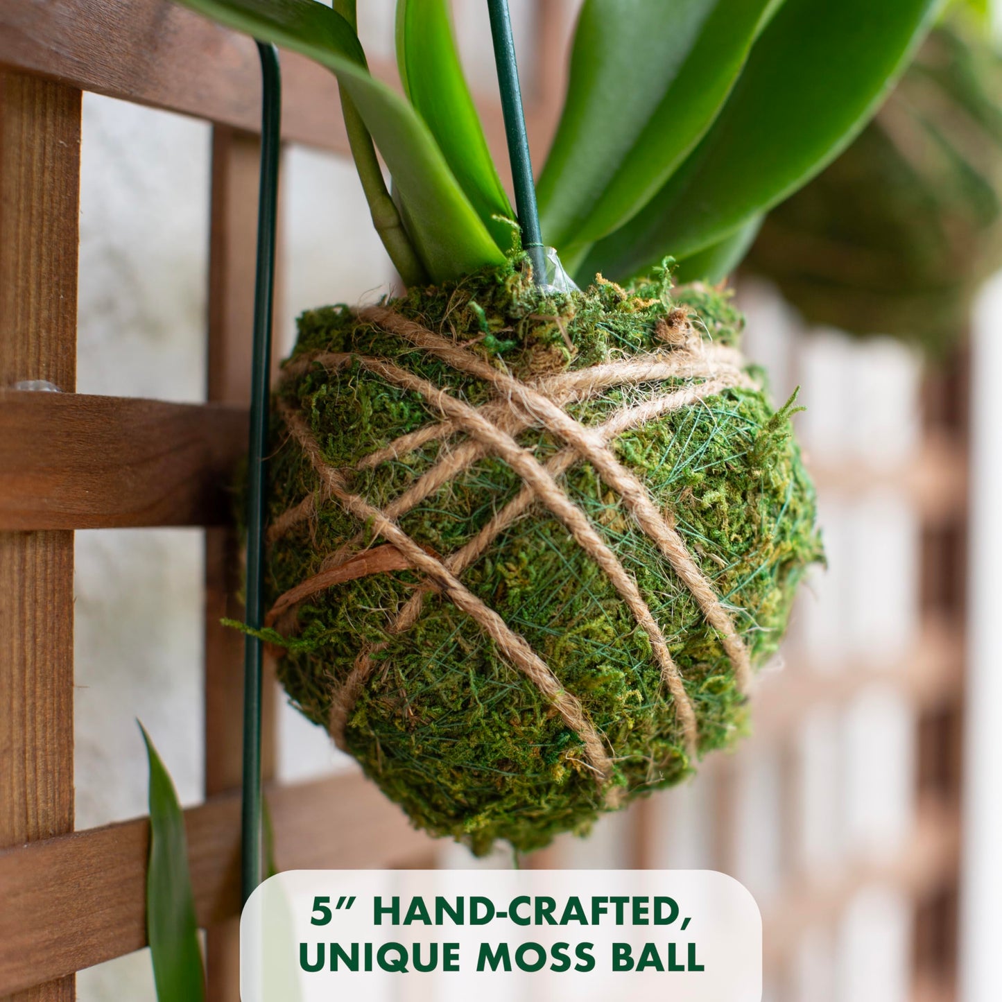 Better-Gro Hanging Kokedama Planter with Phalaenopsis Orchid - 19” - Pink Indoor/Outdoor