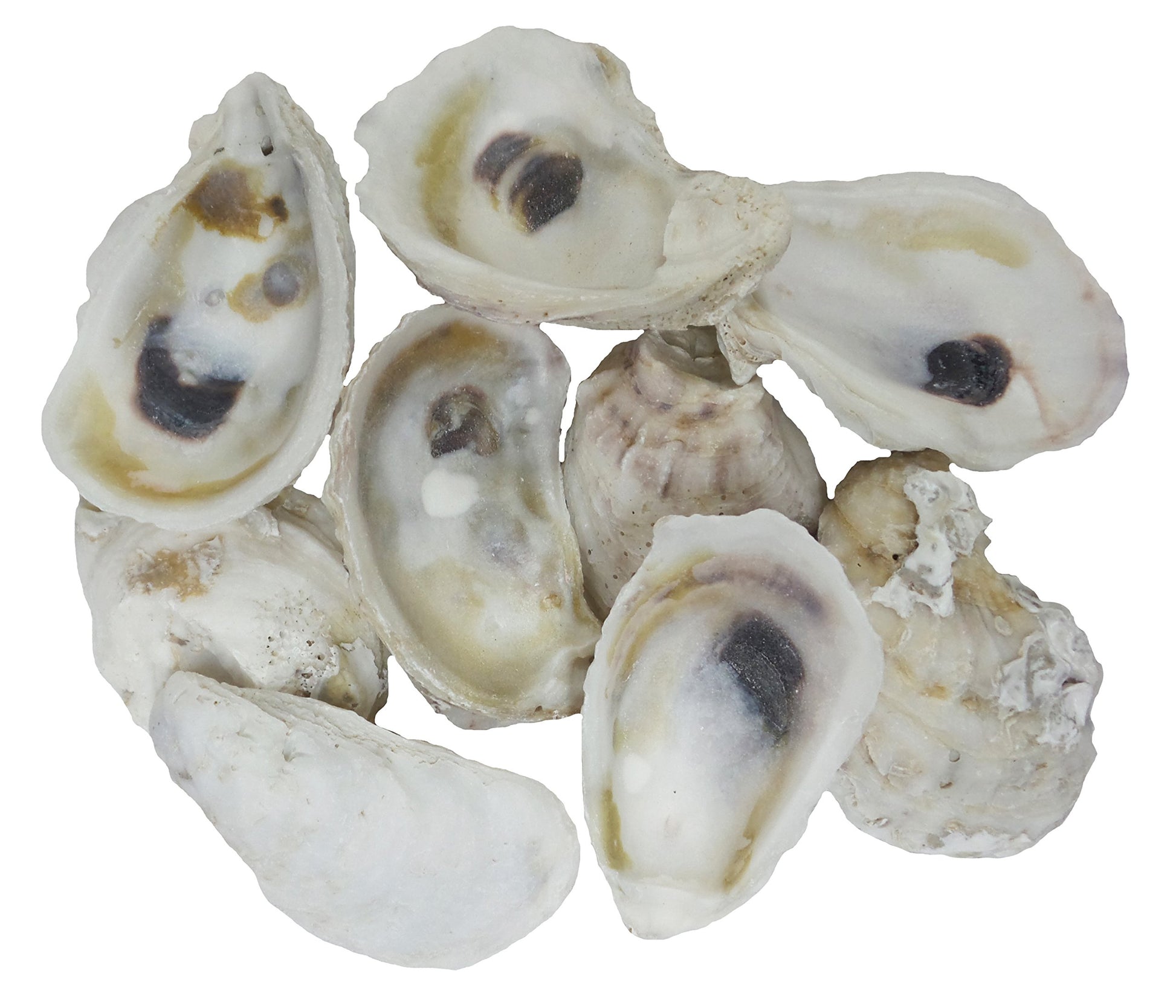U.S. Shell, 05114 Oyster Shells, 2 to 3 inches, 2'' to 3''