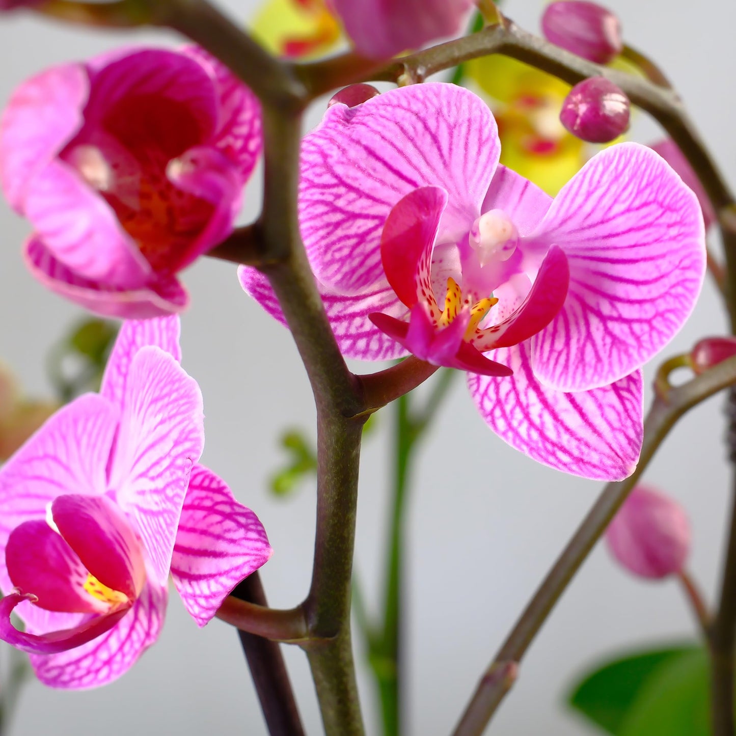 Enhanced Purple Live Orchid Plant Blooming In 3.5 Blue & White Orchid Pot, Live Plants, Houseplant Gifts, Approx. 16 Tall, Pet Friendly Houseplants, Phalaenopsis Moth Flower By Plants For Pets