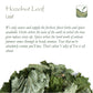 Hazelnut Leaf Tea - Corylus Avellana - Hazelnut Tea Hazel Nuts