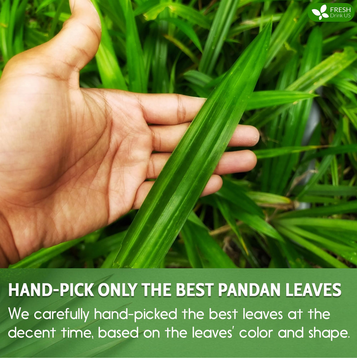 FRESHDRINKUS Premium Dried Pandan Leaves Tea, 100% Pure, Vegan, 8oz