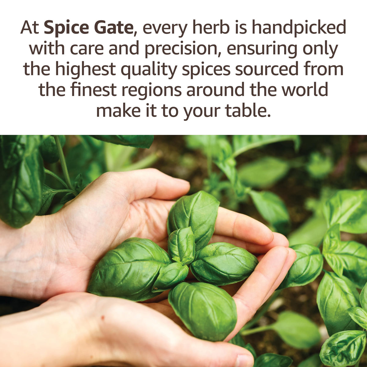 Spice Gate Eucalyptus Leaf Dried (0.35 Oz)