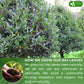 Freshdrinkus 275+ Enhanced Dried Bay Leaves, Bay Leaf Tea, Bay Leaves Spice, Whole Nice Leaves, Wildcrafted, Fresh Harvested, Bay Leaves For Cooking, Sugar-Free, Gluten Free, Caffeine Free, Vegan