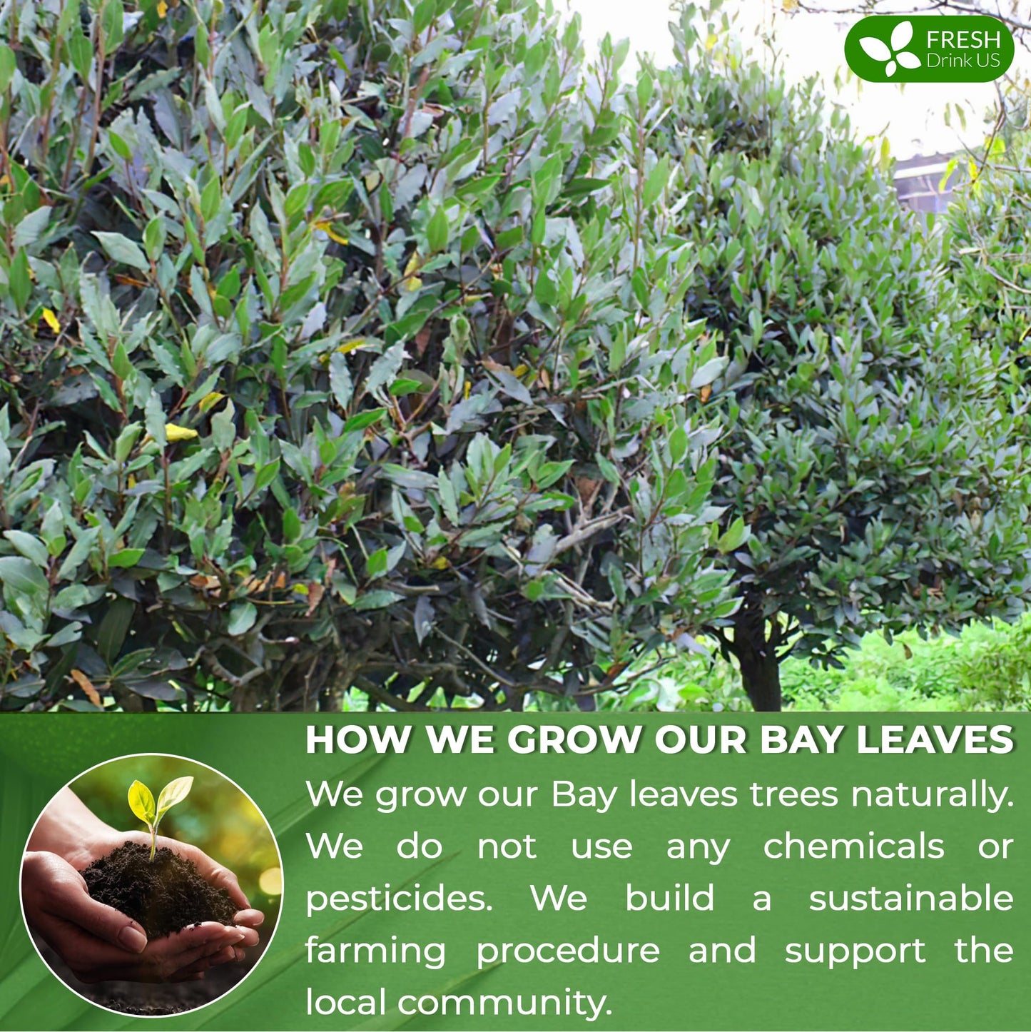 Freshdrinkus 275+ Enhanced Dried Bay Leaves, Bay Leaf Tea, Bay Leaves Spice, Whole Nice Leaves, Wildcrafted, Fresh Harvested, Bay Leaves For Cooking, Sugar-Free, Gluten Free, Caffeine Free, Vegan