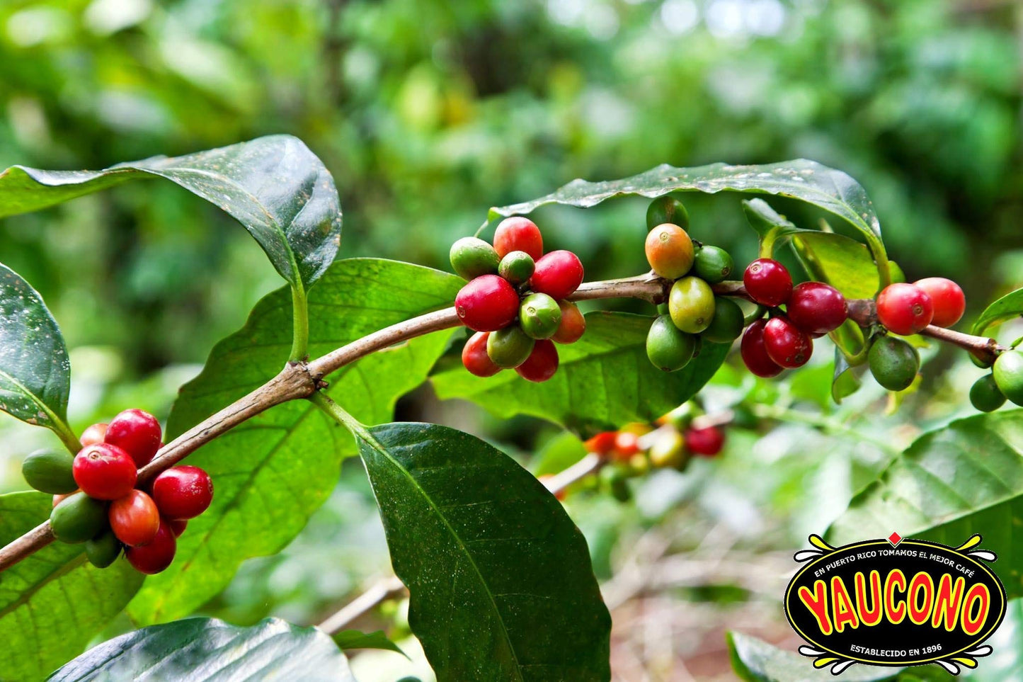 Yaucono Whole Bean Coffee In Bag, Medium Roast, Fresh From Puerto Rico, 2 Pound (Pack Of 1)