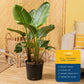 Costa Farms White Bird of Paradise Live Plant in Plastic Pot, Large Indoor Houseplant, Perfect for Home, Room, or Office Decor,