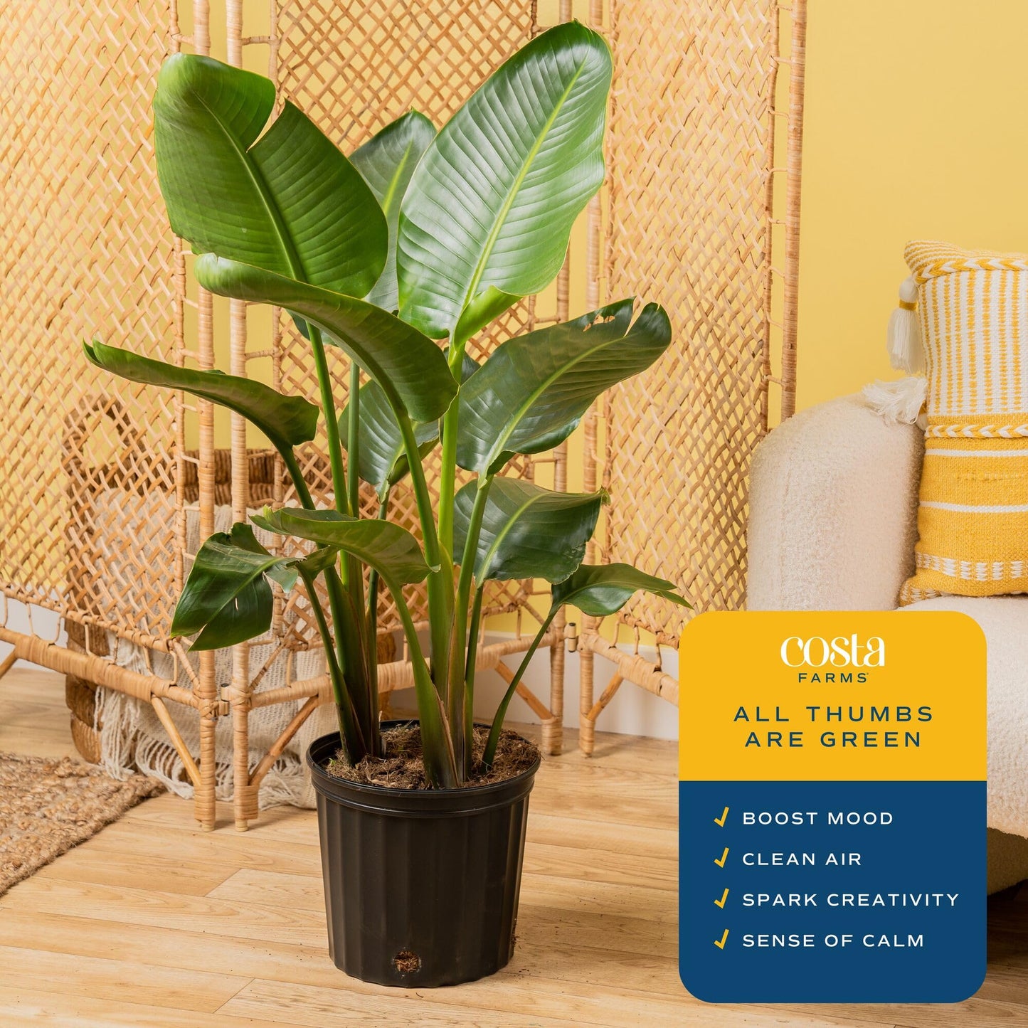 Costa Farms White Bird of Paradise Live Plant in Plastic Pot, Large Indoor Houseplant, Perfect for Home, Room, or Office Decor,