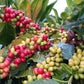 Kona Joe Gourmet Coffee Blend, Dark Roast Ground Coffee, 8 oz