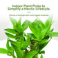 3 Stalks Lucky Bamboo Plants Indoor Live - Multi-Height Set (2x6 & 1x8   ) for Good Luck & Prosperity - Easy Care Houseplant, Ho