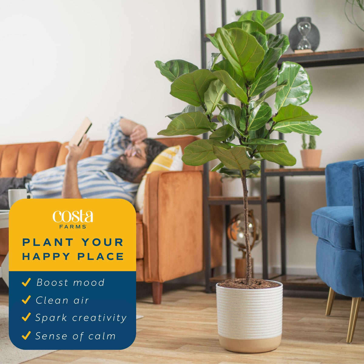 Costa Farms Fiddle Leaf Fig Tree Live Plant in Decorative Pot, Large Indoor Houseplant, Perfect for Home, Room, or Office Decor,