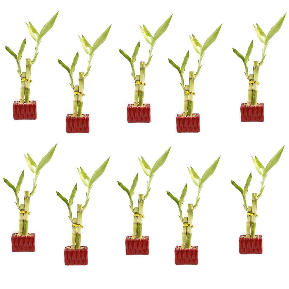 Set of Ten Live Lucky Bamboo 2 Stalk Arrangements in Red Square Ceramic Planters - Inch Lucky Bamboo Indoor Potted House Plants 