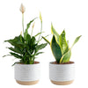 Costa Farms Live Plants (Pack of 2), Easy to Grow Real Indoor Houseplants, Air Purifying Plants, Growers Choice in Home D  cor 