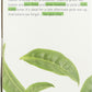 Mighty Leaf Green Tea, Organic Hojicha, 15 Pouches