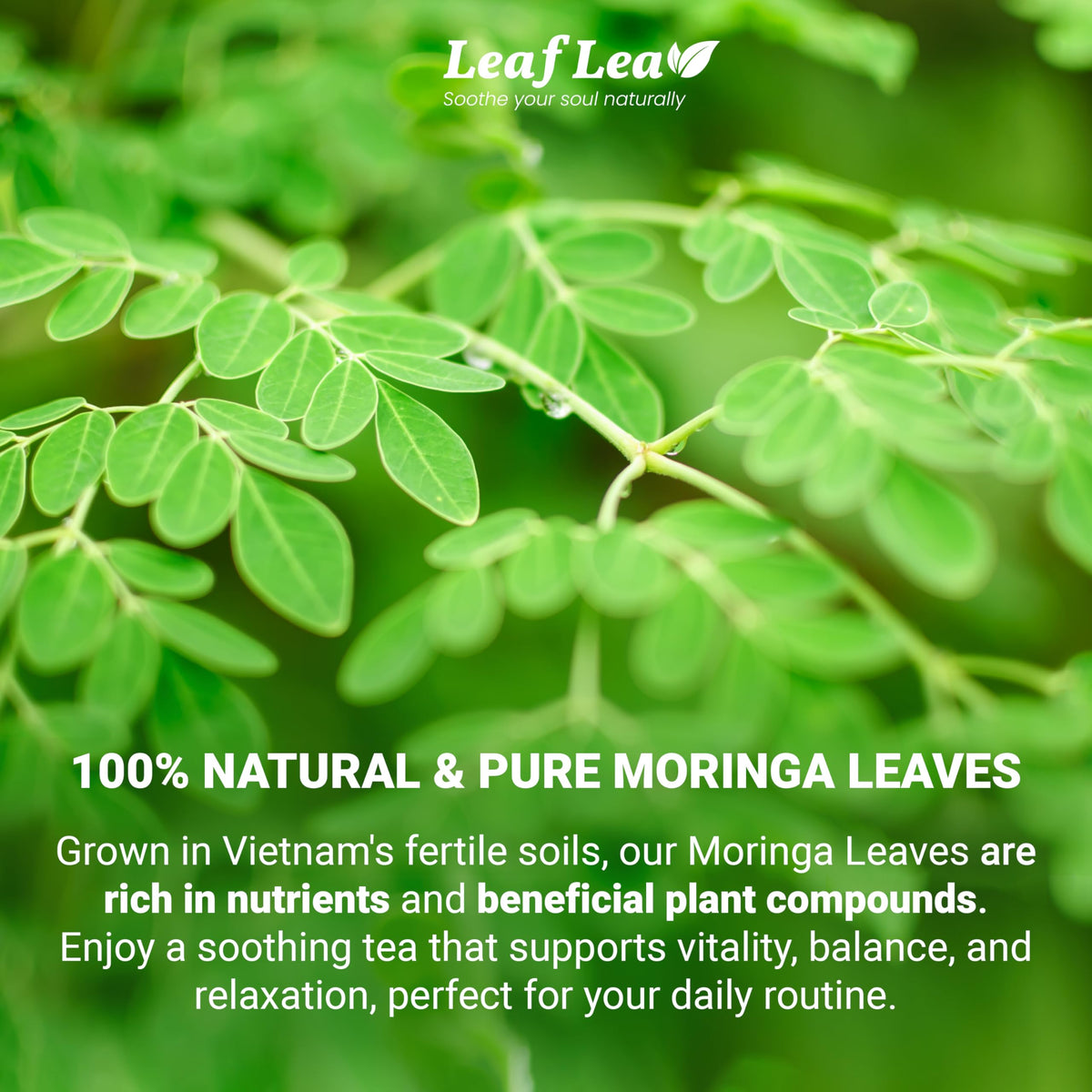 LeafLea Moringa Tea Bags - Premium Herbal Blend, Caffeine-Free, Sugar-Free, Vegan, Non-GMO, 120 Bags (Pack of 3)