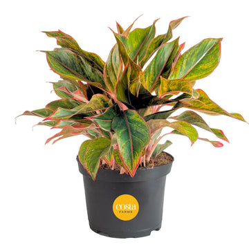 Costa Farms Chinese Evergreen Live Plant, Aglaonema, Easy Care Low Light Houseplant in Nursery Pot, Potted in Potting Soil Mix, 