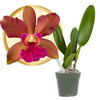 Better-Gro Cattleya Hybrid RLC. Akiko Sato 'Volcano Queen', 4'' Live Plant, Blooms in 6-12 Months with Care, Cinnamon Colored Bl