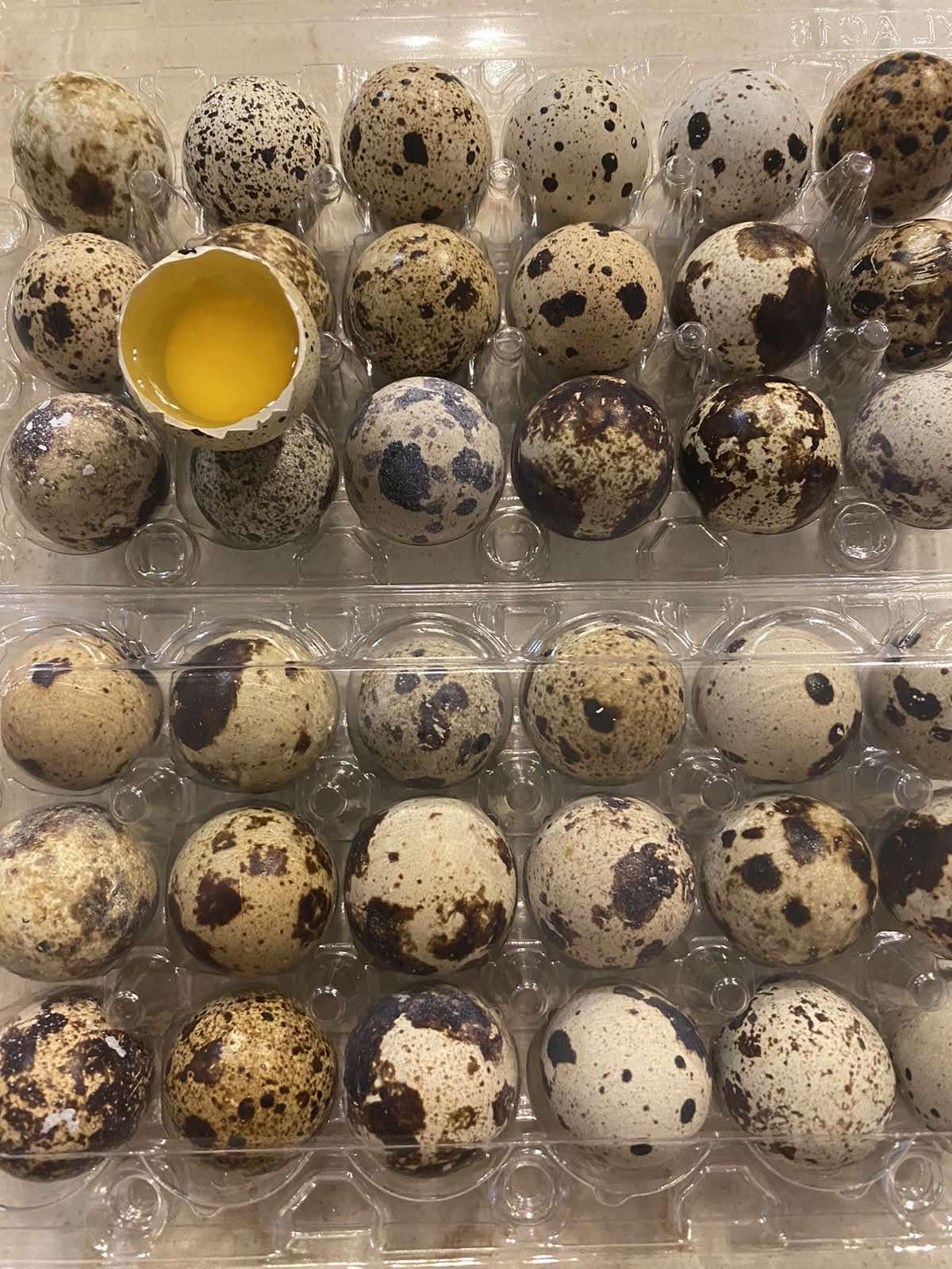 SILVERBROOK EGGS FARM Fresh Quail Eggs - LAID IN THE USA (5 DOZEN (60 EGGS))